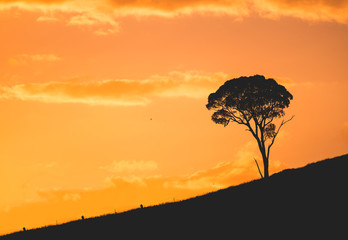silhouette of tree in orange sunset