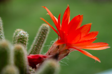 Beautiful red flower with yellow interior of a cactus plant.