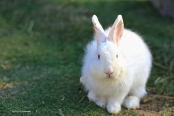 White rabbit on green fields  © Nan Natrada