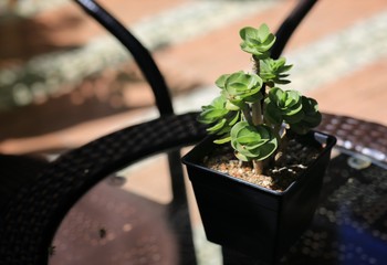 Fototapeta na wymiar minimal cactus plant in pot 