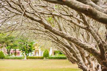 Tunnel of dry Plumeria Tree or Frangipani tree with walking way