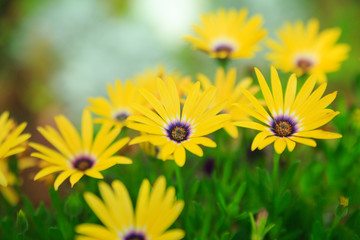 Yellow daisy flowers in garden