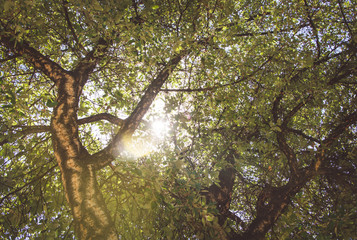 Great solar tree background