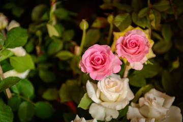 Roses on a bush in a garden