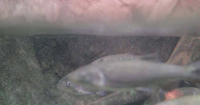 fish in the water, Barbus meridionalis, Barbel fish