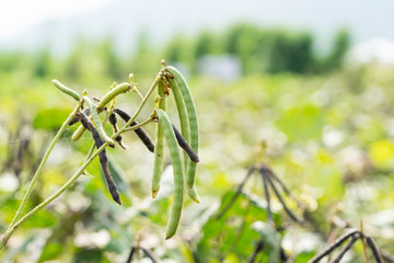 Green Mung bean crop in agriculture field