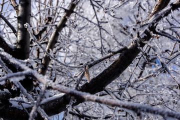 Beautiful Frosted Trees