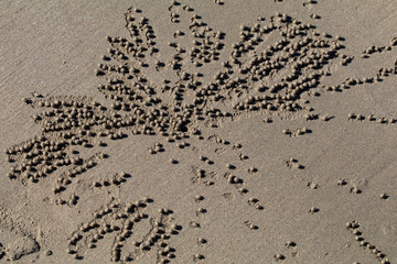 Little Sand Balls on the Seashore 