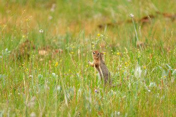 Ground Squirrel in Wildflower Meadow at Grand Canyon National Park, Arizona
