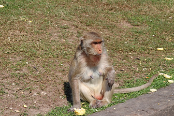 Crab-eating Macaque monkey sitting on the greensward and the corn on the floor.