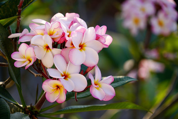 Bouquet of soft pink plumeria or frangipana flower blooming on tree with copy space background.