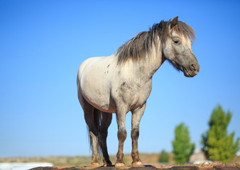 Old Gray Shetland Pony isolated against a blue sky