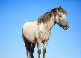 Old Gray Shetland Pony isolated against a blue sky