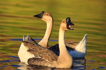 A Pair of Gray Geese swim in a pond in late afternoon