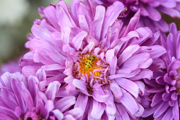 Pink Dahlia blossom with an insect in the center of the flower