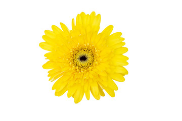 Yellow chrysanthemum isolated on white background