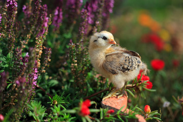 Young Chicken with Flowers