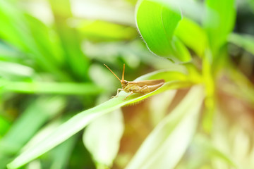 grasshopper green nature background Meadow grasshopper on green plant soft focus green blur