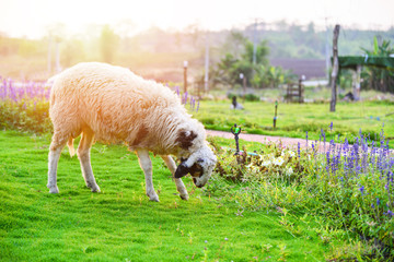 Obraz premium Sheep farm garden beautiful flowre garden farm sheep grazing grass on green field - Sheep farming agriculture