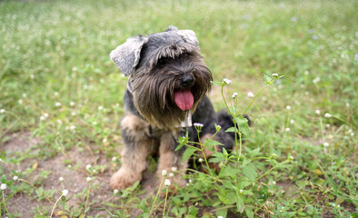 Black small mixed breed dog smiling and sitting on the flower field