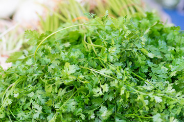 Coriander leaves closeup in market.