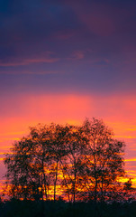 Silhouette tree with red colourful sky when sunset in the evening.Beautiful gradient colour sky. 