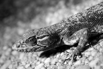 Black and white lizard close up