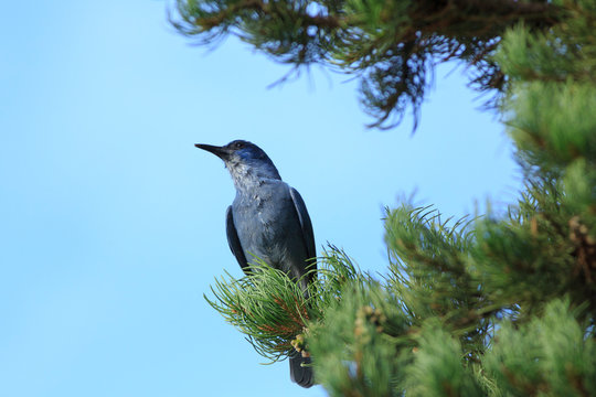 Wild Pinyon Jay In Utah Tree