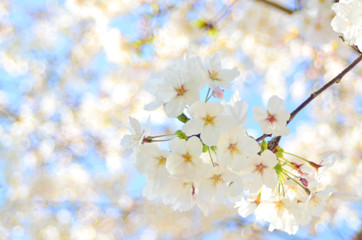 青空と満開の桜