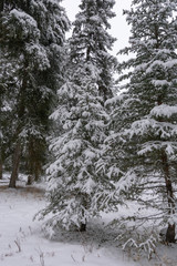 Trees Heavy With Snow After Winter Storm