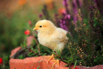 A yellow chick in a flower garden