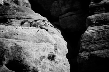 Black and White chipmunk in Zion National Park, Utah