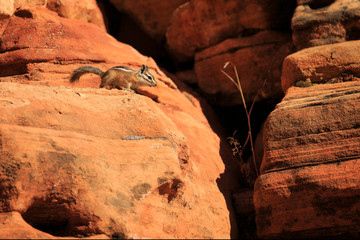 Chipmunk in Zion National Park
