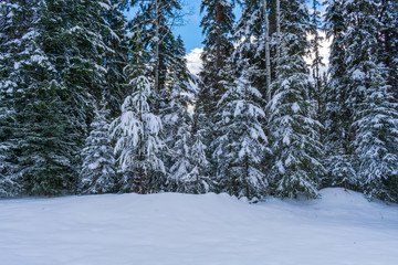 Fototapeta premium Trees Heavy With Snow After Winter Storm