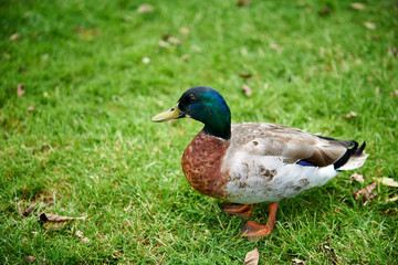 A colorful mallard duck standing on a lawn