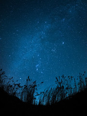 冬の天の川と芒