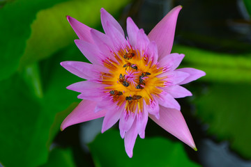 Pink lotus flower