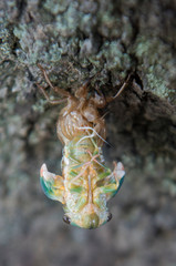 Green cicada emerging from shell.