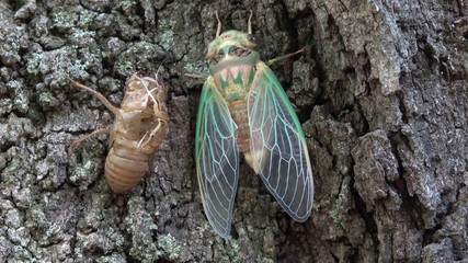 Green cicada emerging from shell.