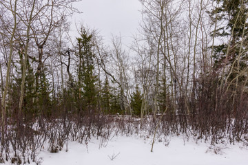 Winter Snow Scene