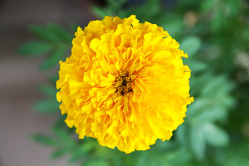 Yellow marigold