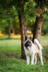 Dog american akita inu walk in the park.