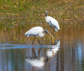 Adult Wood Stork Watching Juvenile Catching a Snake
