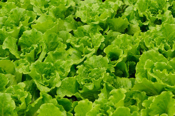 green lettuce plants in growth at field