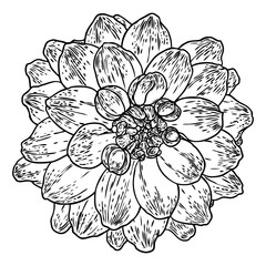 Dahlia. Botanical illustration. Design elements in black and white. Floral head for wedding decoration, Valentine's Day, Mother's Day, sales and other events. Vector.