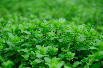 Fototapeta na wymiar Green mint plant in growth at vegetable garden