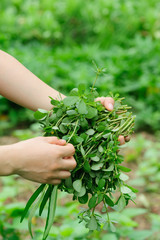 woman hand  picking herb at garden