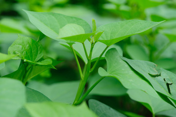 green sweet potato leaves in growth at filed