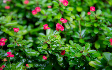 Poi Sian flowers when it rain