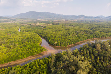mangrove forest aerial view